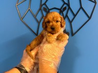 ORİJİNAL IRK GARANTİLİ MALTİPOO BEBEKLER
