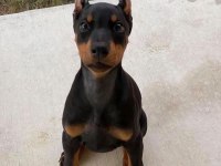 DOLANDIRILMAYA SON KAPIDA ÖDEME HİZMETİ DOBERMAN