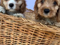 Orjinal cavapoo yavrular