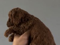 Mini toy poodle yavru red browen