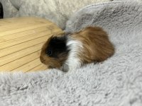 Minik ginepig bebeklerimiz