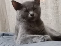 Şirin ve çok akıllı oyuncu