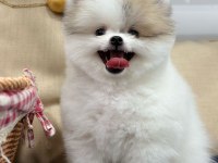 2 Aylık Dişi-Erkek Pomeranian Boo Yavrularımız