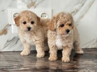 Maltipoo Bebek Surat Ultra Mini Yavrularımız
