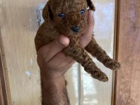 Toy poodle browni renkler