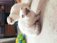 Scottish Fold 1 Yaşında dişi Blue Point