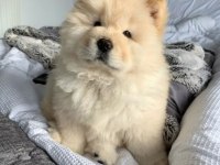 Irk Ve Sağlık Garantili Chow Chow