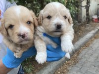 Maltipoo lokumcuklar