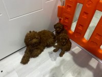 Toy poodle yavruları