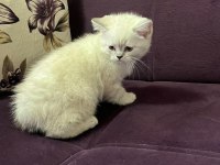 Akıllı uysal tatlı beyaz kedimiz