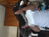 Harika bi yavru XXL iri cana yakın maine coon