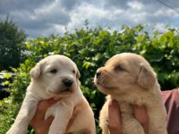 Golden Retriever Yavrularımız ırk garantilidir