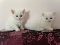 British shorthair yavrularıma yuva arıyorum