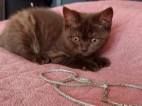 Chocolate point british shorthair