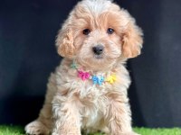 Maltipoo mix ırk Yavrular