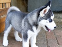2 aylık husky yavrular
