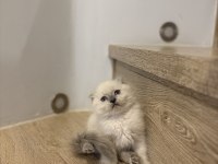 Scottısh Fold Longhaır Yavrularım