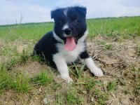 Border collie yavrusu