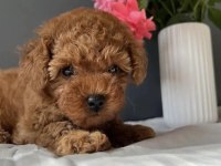 Kore Kan Red Toy Poodle Yavrularım