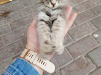 Sokağa terk edilmiş minik kedimiz için acil yuva
