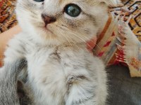 Ücretsiz Sahiplendirme Yavru Kediler
