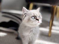 2 aylık British long hair blue point
