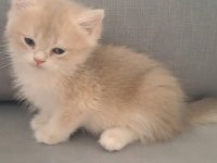 British shorthair cy12 erkek yavru
