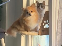 Pomeranian toy poodle takas