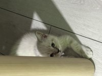 Acil Sahiplendirme British Shorthair Blue Point