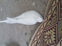 Albino ve heawy sultan papağanı takımlar