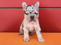 EGZOTİK RENK FRENCH BULLDOG BEBEKLER