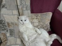 4 yaşındaki scottish fold patimi sahiplendirmek zorundayım