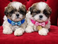 A kalite shih tzu yavrular