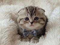 Silver Tabdy Scottish Fold Ayı Surat