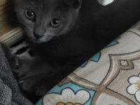 Oyun arkadaşı british shorthair