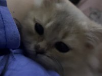 2 buçuk aylık british longhair erkek yavrum