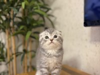 EVİNİZİN NEŞSSİ SCOTTISH FOLD YAVRULARIM 