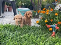 Cockapoo bebekler