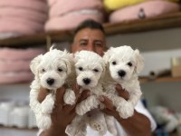 Mükemmel Kalitede Maltese Terrier Yavruları Burkemden