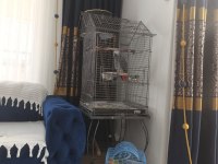 Üst düzey konuşma ve tüy yapılı jako papağanı