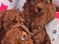 Toy Poodle Minikler Safkan