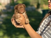 Nadir Olmak İsteyenlere Tüylü French Bulldog