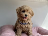 Maltipoo En Küçük Boy maltipoo Yavrularımız