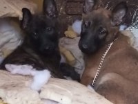 Belgian malinois ve hollanda dutc yavrular