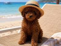 TATLI MINIK KÖPEKLER