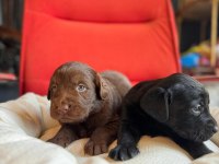 Mükemmel kalitede labrador bebeklerimiz için acele edin