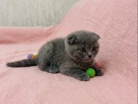 Scottish Fold Yavrumuz