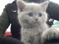 Erkek 60 günlük british shorthair
