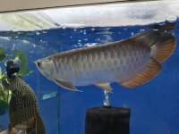Golden RedTail Arowana 35-40 cm