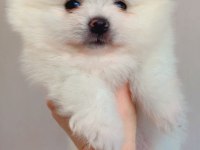 Erkek pomeranian boo
